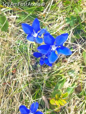 [P19] floare albastră de nu mă uita » foto by robert
 - 
<span class="allrVoted glyphicon glyphicon-heart hidden" id="av1166115"></span>
<a class="m-l-10 hidden" id="sv1166115" onclick="voting_Foto_DelVot(,1166115,4696)" role="button">șterge vot <span class="glyphicon glyphicon-remove"></span></a>
<a id="v91166115" class=" c-red"  onclick="voting_Foto_SetVot(1166115)" role="button"><span class="glyphicon glyphicon-heart-empty"></span> <b>LIKE</b> = Votează poza</a> <img class="hidden"  id="f1166115W9" src="/imagini/loader.gif" border="0" /><span class="AjErrMes hidden" id="e1166115ErM"></span>