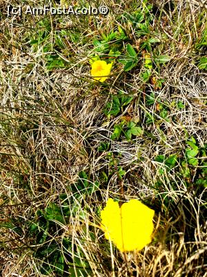 [P22] la pas prin munții Ciucaș » foto by robert
 - 
<span class="allrVoted glyphicon glyphicon-heart hidden" id="av1166118"></span>
<a class="m-l-10 hidden" id="sv1166118" onclick="voting_Foto_DelVot(,1166118,4696)" role="button">șterge vot <span class="glyphicon glyphicon-remove"></span></a>
<a id="v91166118" class=" c-red"  onclick="voting_Foto_SetVot(1166118)" role="button"><span class="glyphicon glyphicon-heart-empty"></span> <b>LIKE</b> = Votează poza</a> <img class="hidden"  id="f1166118W9" src="/imagini/loader.gif" border="0" /><span class="AjErrMes hidden" id="e1166118ErM"></span>