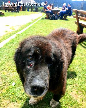 [P30] cătelul cabanier » foto by robert
 - 
<span class="allrVoted glyphicon glyphicon-heart hidden" id="av1166126"></span>
<a class="m-l-10 hidden" id="sv1166126" onclick="voting_Foto_DelVot(,1166126,4696)" role="button">șterge vot <span class="glyphicon glyphicon-remove"></span></a>
<a id="v91166126" class=" c-red"  onclick="voting_Foto_SetVot(1166126)" role="button"><span class="glyphicon glyphicon-heart-empty"></span> <b>LIKE</b> = Votează poza</a> <img class="hidden"  id="f1166126W9" src="/imagini/loader.gif" border="0" /><span class="AjErrMes hidden" id="e1166126ErM"></span>