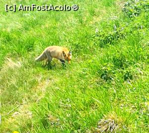 [P31] cumătra vulpe » foto by robert
 - 
<span class="allrVoted glyphicon glyphicon-heart hidden" id="av1166127"></span>
<a class="m-l-10 hidden" id="sv1166127" onclick="voting_Foto_DelVot(,1166127,4696)" role="button">șterge vot <span class="glyphicon glyphicon-remove"></span></a>
<a id="v91166127" class=" c-red"  onclick="voting_Foto_SetVot(1166127)" role="button"><span class="glyphicon glyphicon-heart-empty"></span> <b>LIKE</b> = Votează poza</a> <img class="hidden"  id="f1166127W9" src="/imagini/loader.gif" border="0" /><span class="AjErrMes hidden" id="e1166127ErM"></span>