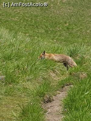 [P33] iar cumătra vulpe » foto by robert
 - 
<span class="allrVoted glyphicon glyphicon-heart hidden" id="av1166129"></span>
<a class="m-l-10 hidden" id="sv1166129" onclick="voting_Foto_DelVot(,1166129,4696)" role="button">șterge vot <span class="glyphicon glyphicon-remove"></span></a>
<a id="v91166129" class=" c-red"  onclick="voting_Foto_SetVot(1166129)" role="button"><span class="glyphicon glyphicon-heart-empty"></span> <b>LIKE</b> = Votează poza</a> <img class="hidden"  id="f1166129W9" src="/imagini/loader.gif" border="0" /><span class="AjErrMes hidden" id="e1166129ErM"></span>