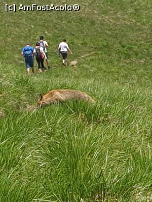 [P34] cumătra vulpe » foto by robert
 - 
<span class="allrVoted glyphicon glyphicon-heart hidden" id="av1166130"></span>
<a class="m-l-10 hidden" id="sv1166130" onclick="voting_Foto_DelVot(,1166130,4696)" role="button">șterge vot <span class="glyphicon glyphicon-remove"></span></a>
<a id="v91166130" class=" c-red"  onclick="voting_Foto_SetVot(1166130)" role="button"><span class="glyphicon glyphicon-heart-empty"></span> <b>LIKE</b> = Votează poza</a> <img class="hidden"  id="f1166130W9" src="/imagini/loader.gif" border="0" /><span class="AjErrMes hidden" id="e1166130ErM"></span>