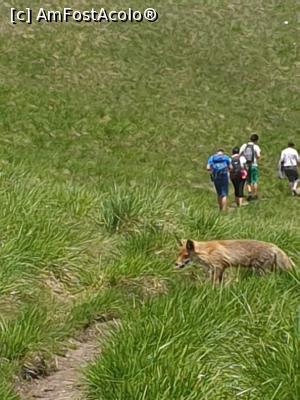 [P36] tot cumatra vulpe » foto by robert
 - 
<span class="allrVoted glyphicon glyphicon-heart hidden" id="av1166132"></span>
<a class="m-l-10 hidden" id="sv1166132" onclick="voting_Foto_DelVot(,1166132,4696)" role="button">șterge vot <span class="glyphicon glyphicon-remove"></span></a>
<a id="v91166132" class=" c-red"  onclick="voting_Foto_SetVot(1166132)" role="button"><span class="glyphicon glyphicon-heart-empty"></span> <b>LIKE</b> = Votează poza</a> <img class="hidden"  id="f1166132W9" src="/imagini/loader.gif" border="0" /><span class="AjErrMes hidden" id="e1166132ErM"></span>