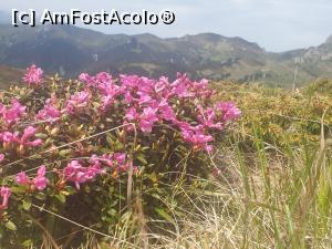 [P39] rhododendron în toata splendoarea » foto by robert
 - 
<span class="allrVoted glyphicon glyphicon-heart hidden" id="av1166135"></span>
<a class="m-l-10 hidden" id="sv1166135" onclick="voting_Foto_DelVot(,1166135,4696)" role="button">șterge vot <span class="glyphicon glyphicon-remove"></span></a>
<a id="v91166135" class=" c-red"  onclick="voting_Foto_SetVot(1166135)" role="button"><span class="glyphicon glyphicon-heart-empty"></span> <b>LIKE</b> = Votează poza</a> <img class="hidden"  id="f1166135W9" src="/imagini/loader.gif" border="0" /><span class="AjErrMes hidden" id="e1166135ErM"></span>