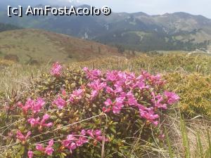 [P42] nebun de roz » foto by robert
 - 
<span class="allrVoted glyphicon glyphicon-heart hidden" id="av1166138"></span>
<a class="m-l-10 hidden" id="sv1166138" onclick="voting_Foto_DelVot(,1166138,4696)" role="button">șterge vot <span class="glyphicon glyphicon-remove"></span></a>
<a id="v91166138" class=" c-red"  onclick="voting_Foto_SetVot(1166138)" role="button"><span class="glyphicon glyphicon-heart-empty"></span> <b>LIKE</b> = Votează poza</a> <img class="hidden"  id="f1166138W9" src="/imagini/loader.gif" border="0" /><span class="AjErrMes hidden" id="e1166138ErM"></span>