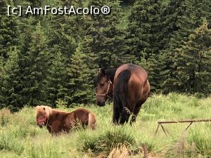 [P08] caii din gospodaria cab Ciucas » foto by Dan&Ema
 - 
<span class="allrVoted glyphicon glyphicon-heart hidden" id="av978832"></span>
<a class="m-l-10 hidden" id="sv978832" onclick="voting_Foto_DelVot(,978832,4696)" role="button">șterge vot <span class="glyphicon glyphicon-remove"></span></a>
<a id="v9978832" class=" c-red"  onclick="voting_Foto_SetVot(978832)" role="button"><span class="glyphicon glyphicon-heart-empty"></span> <b>LIKE</b> = Votează poza</a> <img class="hidden"  id="f978832W9" src="/imagini/loader.gif" border="0" /><span class="AjErrMes hidden" id="e978832ErM"></span>