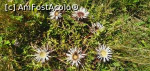 [P32] Chiar și cu florile de ciulini. » foto by Aurici
 - 
<span class="allrVoted glyphicon glyphicon-heart hidden" id="av1191139"></span>
<a class="m-l-10 hidden" id="sv1191139" onclick="voting_Foto_DelVot(,1191139,4696)" role="button">șterge vot <span class="glyphicon glyphicon-remove"></span></a>
<a id="v91191139" class=" c-red"  onclick="voting_Foto_SetVot(1191139)" role="button"><span class="glyphicon glyphicon-heart-empty"></span> <b>LIKE</b> = Votează poza</a> <img class="hidden"  id="f1191139W9" src="/imagini/loader.gif" border="0" /><span class="AjErrMes hidden" id="e1191139ErM"></span>