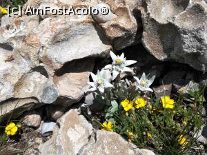 [P11] Floare de colț și Piciorușul cocoșului de munte » foto by Mika
 - 
<span class="allrVoted glyphicon glyphicon-heart hidden" id="av1080435"></span>
<a class="m-l-10 hidden" id="sv1080435" onclick="voting_Foto_DelVot(,1080435,4696)" role="button">șterge vot <span class="glyphicon glyphicon-remove"></span></a>
<a id="v91080435" class=" c-red"  onclick="voting_Foto_SetVot(1080435)" role="button"><span class="glyphicon glyphicon-heart-empty"></span> <b>LIKE</b> = Votează poza</a> <img class="hidden"  id="f1080435W9" src="/imagini/loader.gif" border="0" /><span class="AjErrMes hidden" id="e1080435ErM"></span>