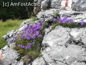 [P12] Clopoțel pitic de stâncă » foto by Mika
 - 
<span class="allrVoted glyphicon glyphicon-heart hidden" id="av1080436"></span>
<a class="m-l-10 hidden" id="sv1080436" onclick="voting_Foto_DelVot(,1080436,4696)" role="button">șterge vot <span class="glyphicon glyphicon-remove"></span></a>
<a id="v91080436" class=" c-red"  onclick="voting_Foto_SetVot(1080436)" role="button"><span class="glyphicon glyphicon-heart-empty"></span> <b>LIKE</b> = Votează poza</a> <img class="hidden"  id="f1080436W9" src="/imagini/loader.gif" border="0" /><span class="AjErrMes hidden" id="e1080436ErM"></span>