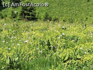 [P03] Poieniță cu cornuț de munte » foto by Mika
 - 
<span class="allrVoted glyphicon glyphicon-heart hidden" id="av1080426"></span>
<a class="m-l-10 hidden" id="sv1080426" onclick="voting_Foto_DelVot(,1080426,4696)" role="button">șterge vot <span class="glyphicon glyphicon-remove"></span></a>
<a id="v91080426" class=" c-red"  onclick="voting_Foto_SetVot(1080426)" role="button"><span class="glyphicon glyphicon-heart-empty"></span> <b>LIKE</b> = Votează poza</a> <img class="hidden"  id="f1080426W9" src="/imagini/loader.gif" border="0" /><span class="AjErrMes hidden" id="e1080426ErM"></span>