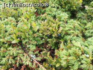 [P13] In august am mâncat afine, fff bune » foto by Mika
 - 
<span class="allrVoted glyphicon glyphicon-heart hidden" id="av1160774"></span>
<a class="m-l-10 hidden" id="sv1160774" onclick="voting_Foto_DelVot(,1160774,4696)" role="button">șterge vot <span class="glyphicon glyphicon-remove"></span></a>
<a id="v91160774" class=" c-red"  onclick="voting_Foto_SetVot(1160774)" role="button"><span class="glyphicon glyphicon-heart-empty"></span> <b>LIKE</b> = Votează poza</a> <img class="hidden"  id="f1160774W9" src="/imagini/loader.gif" border="0" /><span class="AjErrMes hidden" id="e1160774ErM"></span>