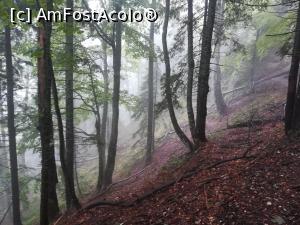 [P03] In august, din Poiana Dălghiu spre Șaua Ciucaș » foto by Mika
 - 
<span class="allrVoted glyphicon glyphicon-heart hidden" id="av1160764"></span>
<a class="m-l-10 hidden" id="sv1160764" onclick="voting_Foto_DelVot(,1160764,4696)" role="button">șterge vot <span class="glyphicon glyphicon-remove"></span></a>
<a id="v91160764" class=" c-red"  onclick="voting_Foto_SetVot(1160764)" role="button"><span class="glyphicon glyphicon-heart-empty"></span> <b>LIKE</b> = Votează poza</a> <img class="hidden"  id="f1160764W9" src="/imagini/loader.gif" border="0" /><span class="AjErrMes hidden" id="e1160764ErM"></span>