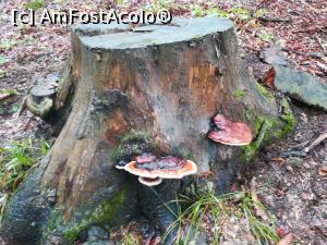 [P38] Ciuperci pe o buturugă » foto by Mika
 - 
<span class="allrVoted glyphicon glyphicon-heart hidden" id="av1160799"></span>
<a class="m-l-10 hidden" id="sv1160799" onclick="voting_Foto_DelVot(,1160799,4696)" role="button">șterge vot <span class="glyphicon glyphicon-remove"></span></a>
<a id="v91160799" class=" c-red"  onclick="voting_Foto_SetVot(1160799)" role="button"><span class="glyphicon glyphicon-heart-empty"></span> <b>LIKE</b> = Votează poza</a> <img class="hidden"  id="f1160799W9" src="/imagini/loader.gif" border="0" /><span class="AjErrMes hidden" id="e1160799ErM"></span>