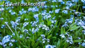 [P18] Nu mă uita! » foto by Mika
 - 
<span class="allrVoted glyphicon glyphicon-heart hidden" id="av1163546"></span>
<a class="m-l-10 hidden" id="sv1163546" onclick="voting_Foto_DelVot(,1163546,4696)" role="button">șterge vot <span class="glyphicon glyphicon-remove"></span></a>
<a id="v91163546" class=" c-red"  onclick="voting_Foto_SetVot(1163546)" role="button"><span class="glyphicon glyphicon-heart-empty"></span> <b>LIKE</b> = Votează poza</a> <img class="hidden"  id="f1163546W9" src="/imagini/loader.gif" border="0" /><span class="AjErrMes hidden" id="e1163546ErM"></span>