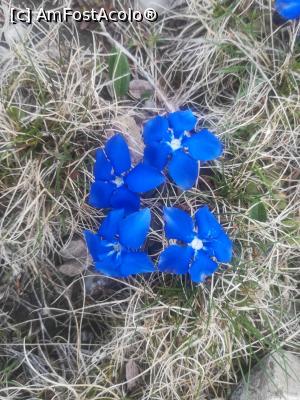 [P21] Cred că este Ghințură de colț » foto by Mika
 - 
<span class="allrVoted glyphicon glyphicon-heart hidden" id="av1163549"></span>
<a class="m-l-10 hidden" id="sv1163549" onclick="voting_Foto_DelVot(,1163549,4696)" role="button">șterge vot <span class="glyphicon glyphicon-remove"></span></a>
<a id="v91163549" class=" c-red"  onclick="voting_Foto_SetVot(1163549)" role="button"><span class="glyphicon glyphicon-heart-empty"></span> <b>LIKE</b> = Votează poza</a> <img class="hidden"  id="f1163549W9" src="/imagini/loader.gif" border="0" /><span class="AjErrMes hidden" id="e1163549ErM"></span>