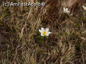 [P23] Sisinei de munte » foto by Mika
 - 
<span class="allrVoted glyphicon glyphicon-heart hidden" id="av1163551"></span>
<a class="m-l-10 hidden" id="sv1163551" onclick="voting_Foto_DelVot(,1163551,4696)" role="button">șterge vot <span class="glyphicon glyphicon-remove"></span></a>
<a id="v91163551" class=" c-red"  onclick="voting_Foto_SetVot(1163551)" role="button"><span class="glyphicon glyphicon-heart-empty"></span> <b>LIKE</b> = Votează poza</a> <img class="hidden"  id="f1163551W9" src="/imagini/loader.gif" border="0" /><span class="AjErrMes hidden" id="e1163551ErM"></span>