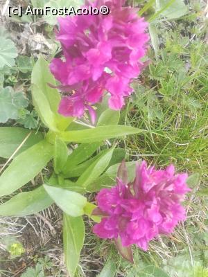 [P25] Flori de munte » foto by Mika
 - 
<span class="allrVoted glyphicon glyphicon-heart hidden" id="av1163553"></span>
<a class="m-l-10 hidden" id="sv1163553" onclick="voting_Foto_DelVot(,1163553,4696)" role="button">șterge vot <span class="glyphicon glyphicon-remove"></span></a>
<a id="v91163553" class=" c-red"  onclick="voting_Foto_SetVot(1163553)" role="button"><span class="glyphicon glyphicon-heart-empty"></span> <b>LIKE</b> = Votează poza</a> <img class="hidden"  id="f1163553W9" src="/imagini/loader.gif" border="0" /><span class="AjErrMes hidden" id="e1163553ErM"></span>