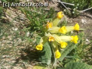 [P27] Floricele de munte » foto by Mika
 - 
<span class="allrVoted glyphicon glyphicon-heart hidden" id="av1163555"></span>
<a class="m-l-10 hidden" id="sv1163555" onclick="voting_Foto_DelVot(,1163555,4696)" role="button">șterge vot <span class="glyphicon glyphicon-remove"></span></a>
<a id="v91163555" class=" c-red"  onclick="voting_Foto_SetVot(1163555)" role="button"><span class="glyphicon glyphicon-heart-empty"></span> <b>LIKE</b> = Votează poza</a> <img class="hidden"  id="f1163555W9" src="/imagini/loader.gif" border="0" /><span class="AjErrMes hidden" id="e1163555ErM"></span>