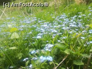 [P28] Nu mă uita » foto by Mika
 - 
<span class="allrVoted glyphicon glyphicon-heart hidden" id="av1163556"></span>
<a class="m-l-10 hidden" id="sv1163556" onclick="voting_Foto_DelVot(,1163556,4696)" role="button">șterge vot <span class="glyphicon glyphicon-remove"></span></a>
<a id="v91163556" class=" c-red"  onclick="voting_Foto_SetVot(1163556)" role="button"><span class="glyphicon glyphicon-heart-empty"></span> <b>LIKE</b> = Votează poza</a> <img class="hidden"  id="f1163556W9" src="/imagini/loader.gif" border="0" /><span class="AjErrMes hidden" id="e1163556ErM"></span>