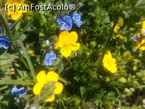 [P06] Floricele de primăvară - Piciorul Cocoșului de Munte și Trei Frați Pătați » foto by Mika
 - 
<span class="allrVoted glyphicon glyphicon-heart hidden" id="av1163534"></span>
<a class="m-l-10 hidden" id="sv1163534" onclick="voting_Foto_DelVot(,1163534,4696)" role="button">șterge vot <span class="glyphicon glyphicon-remove"></span></a>
<a id="v91163534" class=" c-red"  onclick="voting_Foto_SetVot(1163534)" role="button"><span class="glyphicon glyphicon-heart-empty"></span> <b>LIKE</b> = Votează poza</a> <img class="hidden"  id="f1163534W9" src="/imagini/loader.gif" border="0" /><span class="AjErrMes hidden" id="e1163534ErM"></span>