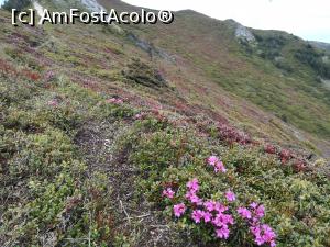 [P01] Munții s-au imbrăcat in roz » foto by Mika
 - 
<span class="allrVoted glyphicon glyphicon-heart hidden" id="av1166976"></span>
<a class="m-l-10 hidden" id="sv1166976" onclick="voting_Foto_DelVot(,1166976,4696)" role="button">șterge vot <span class="glyphicon glyphicon-remove"></span></a>
<a id="v91166976" class=" c-red"  onclick="voting_Foto_SetVot(1166976)" role="button"><span class="glyphicon glyphicon-heart-empty"></span> <b>LIKE</b> = Votează poza</a> <img class="hidden"  id="f1166976W9" src="/imagini/loader.gif" border="0" /><span class="AjErrMes hidden" id="e1166976ErM"></span>