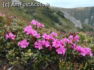 [P18] Bujorei de munte » foto by Mika
 - 
<span class="allrVoted glyphicon glyphicon-heart hidden" id="av1166993"></span>
<a class="m-l-10 hidden" id="sv1166993" onclick="voting_Foto_DelVot(,1166993,4696)" role="button">șterge vot <span class="glyphicon glyphicon-remove"></span></a>
<a id="v91166993" class=" c-red"  onclick="voting_Foto_SetVot(1166993)" role="button"><span class="glyphicon glyphicon-heart-empty"></span> <b>LIKE</b> = Votează poza</a> <img class="hidden"  id="f1166993W9" src="/imagini/loader.gif" border="0" /><span class="AjErrMes hidden" id="e1166993ErM"></span>