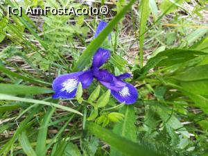 [P22] Iris » foto by Mika
 - 
<span class="allrVoted glyphicon glyphicon-heart hidden" id="av1166997"></span>
<a class="m-l-10 hidden" id="sv1166997" onclick="voting_Foto_DelVot(,1166997,4696)" role="button">șterge vot <span class="glyphicon glyphicon-remove"></span></a>
<a id="v91166997" class=" c-red"  onclick="voting_Foto_SetVot(1166997)" role="button"><span class="glyphicon glyphicon-heart-empty"></span> <b>LIKE</b> = Votează poza</a> <img class="hidden"  id="f1166997W9" src="/imagini/loader.gif" border="0" /><span class="AjErrMes hidden" id="e1166997ErM"></span>