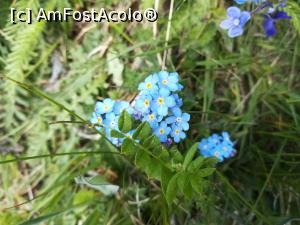 [P23] Nu mă uita » foto by Mika
 - 
<span class="allrVoted glyphicon glyphicon-heart hidden" id="av1166998"></span>
<a class="m-l-10 hidden" id="sv1166998" onclick="voting_Foto_DelVot(,1166998,4696)" role="button">șterge vot <span class="glyphicon glyphicon-remove"></span></a>
<a id="v91166998" class=" c-red"  onclick="voting_Foto_SetVot(1166998)" role="button"><span class="glyphicon glyphicon-heart-empty"></span> <b>LIKE</b> = Votează poza</a> <img class="hidden"  id="f1166998W9" src="/imagini/loader.gif" border="0" /><span class="AjErrMes hidden" id="e1166998ErM"></span>