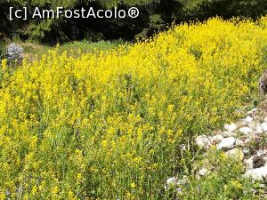 [P05] Poieniță u flori galbene » foto by Mika
 - 
<span class="allrVoted glyphicon glyphicon-heart hidden" id="av1166980"></span>
<a class="m-l-10 hidden" id="sv1166980" onclick="voting_Foto_DelVot(,1166980,4696)" role="button">șterge vot <span class="glyphicon glyphicon-remove"></span></a>
<a id="v91166980" class=" c-red"  onclick="voting_Foto_SetVot(1166980)" role="button"><span class="glyphicon glyphicon-heart-empty"></span> <b>LIKE</b> = Votează poza</a> <img class="hidden"  id="f1166980W9" src="/imagini/loader.gif" border="0" /><span class="AjErrMes hidden" id="e1166980ErM"></span>