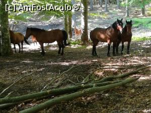 [P06] Căluții din pădure » foto by Mika
 - 
<span class="allrVoted glyphicon glyphicon-heart hidden" id="av1166981"></span>
<a class="m-l-10 hidden" id="sv1166981" onclick="voting_Foto_DelVot(,1166981,4696)" role="button">șterge vot <span class="glyphicon glyphicon-remove"></span></a>
<a id="v91166981" class=" c-red"  onclick="voting_Foto_SetVot(1166981)" role="button"><span class="glyphicon glyphicon-heart-empty"></span> <b>LIKE</b> = Votează poza</a> <img class="hidden"  id="f1166981W9" src="/imagini/loader.gif" border="0" /><span class="AjErrMes hidden" id="e1166981ErM"></span>