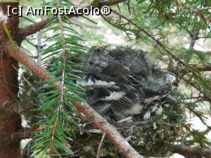 [P08] Cuibul cu puișori de pasăre » foto by Mika
 - 
<span class="allrVoted glyphicon glyphicon-heart hidden" id="av1166983"></span>
<a class="m-l-10 hidden" id="sv1166983" onclick="voting_Foto_DelVot(,1166983,4696)" role="button">șterge vot <span class="glyphicon glyphicon-remove"></span></a>
<a id="v91166983" class=" c-red"  onclick="voting_Foto_SetVot(1166983)" role="button"><span class="glyphicon glyphicon-heart-empty"></span> <b>LIKE</b> = Votează poza</a> <img class="hidden"  id="f1166983W9" src="/imagini/loader.gif" border="0" /><span class="AjErrMes hidden" id="e1166983ErM"></span>