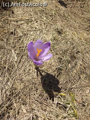 [P38] Iezer Păpușa, oferta zilei » foto by Mioritik
 - 
<span class="allrVoted glyphicon glyphicon-heart hidden" id="av1229484"></span>
<a class="m-l-10 hidden" id="sv1229484" onclick="voting_Foto_DelVot(,1229484,4725)" role="button">șterge vot <span class="glyphicon glyphicon-remove"></span></a>
<a id="v91229484" class=" c-red"  onclick="voting_Foto_SetVot(1229484)" role="button"><span class="glyphicon glyphicon-heart-empty"></span> <b>LIKE</b> = Votează poza</a> <img class="hidden"  id="f1229484W9" src="/imagini/loader.gif" border="0" /><span class="AjErrMes hidden" id="e1229484ErM"></span>