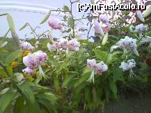 [P19] Frumusetea crinilor de pe aleea de la intrarea in Manastirea Brancoveanu » foto by dananecula
 - 
<span class="allrVoted glyphicon glyphicon-heart hidden" id="av47212"></span>
<a class="m-l-10 hidden" id="sv47212" onclick="voting_Foto_DelVot(,47212,4844)" role="button">șterge vot <span class="glyphicon glyphicon-remove"></span></a>
<a id="v947212" class=" c-red"  onclick="voting_Foto_SetVot(47212)" role="button"><span class="glyphicon glyphicon-heart-empty"></span> <b>LIKE</b> = Votează poza</a> <img class="hidden"  id="f47212W9" src="/imagini/loader.gif" border="0" /><span class="AjErrMes hidden" id="e47212ErM"></span>