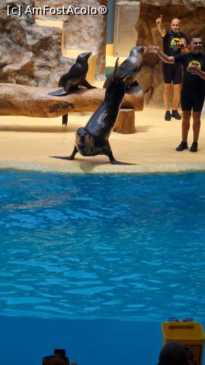 [P35] Loro park - show lei de mare » foto by Chloe
 - 
<span class="allrVoted glyphicon glyphicon-heart hidden" id="av1389513"></span>
<a class="m-l-10 hidden" id="sv1389513" onclick="voting_Foto_DelVot(,1389513,4873)" role="button">șterge vot <span class="glyphicon glyphicon-remove"></span></a>
<a id="v91389513" class=" c-red"  onclick="voting_Foto_SetVot(1389513)" role="button"><span class="glyphicon glyphicon-heart-empty"></span> <b>LIKE</b> = Votează poza</a> <img class="hidden"  id="f1389513W9" src="/imagini/loader.gif" border="0" /><span class="AjErrMes hidden" id="e1389513ErM"></span>