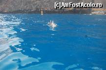 [P06] cu delfinii in larg » foto by gretalc*
 - 
<span class="allrVoted glyphicon glyphicon-heart hidden" id="av119016"></span>
<a class="m-l-10 hidden" id="sv119016" onclick="voting_Foto_DelVot(,119016,4873)" role="button">șterge vot <span class="glyphicon glyphicon-remove"></span></a>
<a id="v9119016" class=" c-red"  onclick="voting_Foto_SetVot(119016)" role="button"><span class="glyphicon glyphicon-heart-empty"></span> <b>LIKE</b> = Votează poza</a> <img class="hidden"  id="f119016W9" src="/imagini/loader.gif" border="0" /><span class="AjErrMes hidden" id="e119016ErM"></span>