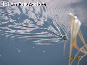 [P10] Nu ştiu ce face în lac, doar apa e sărată!  » foto by CATAAS
 - 
<span class="allrVoted glyphicon glyphicon-heart hidden" id="av846073"></span>
<a class="m-l-10 hidden" id="sv846073" onclick="voting_Foto_DelVot(,846073,4909)" role="button">șterge vot <span class="glyphicon glyphicon-remove"></span></a>
<a id="v9846073" class=" c-red"  onclick="voting_Foto_SetVot(846073)" role="button"><span class="glyphicon glyphicon-heart-empty"></span> <b>LIKE</b> = Votează poza</a> <img class="hidden"  id="f846073W9" src="/imagini/loader.gif" border="0" /><span class="AjErrMes hidden" id="e846073ErM"></span>