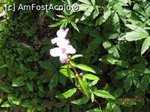 [P11] Flora specifică » foto by CATAAS
 - 
<span class="allrVoted glyphicon glyphicon-heart hidden" id="av846074"></span>
<a class="m-l-10 hidden" id="sv846074" onclick="voting_Foto_DelVot(,846074,4909)" role="button">șterge vot <span class="glyphicon glyphicon-remove"></span></a>
<a id="v9846074" class=" c-red"  onclick="voting_Foto_SetVot(846074)" role="button"><span class="glyphicon glyphicon-heart-empty"></span> <b>LIKE</b> = Votează poza</a> <img class="hidden"  id="f846074W9" src="/imagini/loader.gif" border="0" /><span class="AjErrMes hidden" id="e846074ErM"></span>