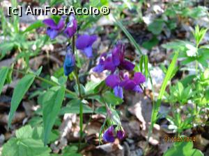 [P12] încântare vizuală » foto by CATAAS
 - 
<span class="allrVoted glyphicon glyphicon-heart hidden" id="av846075"></span>
<a class="m-l-10 hidden" id="sv846075" onclick="voting_Foto_DelVot(,846075,4909)" role="button">șterge vot <span class="glyphicon glyphicon-remove"></span></a>
<a id="v9846075" class=" c-red"  onclick="voting_Foto_SetVot(846075)" role="button"><span class="glyphicon glyphicon-heart-empty"></span> <b>LIKE</b> = Votează poza</a> <img class="hidden"  id="f846075W9" src="/imagini/loader.gif" border="0" /><span class="AjErrMes hidden" id="e846075ErM"></span>