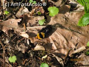 [P13] se aude zumzetul » foto by CATAAS
 - 
<span class="allrVoted glyphicon glyphicon-heart hidden" id="av846076"></span>
<a class="m-l-10 hidden" id="sv846076" onclick="voting_Foto_DelVot(,846076,4909)" role="button">șterge vot <span class="glyphicon glyphicon-remove"></span></a>
<a id="v9846076" class=" c-red"  onclick="voting_Foto_SetVot(846076)" role="button"><span class="glyphicon glyphicon-heart-empty"></span> <b>LIKE</b> = Votează poza</a> <img class="hidden"  id="f846076W9" src="/imagini/loader.gif" border="0" /><span class="AjErrMes hidden" id="e846076ErM"></span>