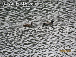 [P09] Salutăm localnicele la plimbare pe lac » foto by CATAAS
 - 
<span class="allrVoted glyphicon glyphicon-heart hidden" id="av846072"></span>
<a class="m-l-10 hidden" id="sv846072" onclick="voting_Foto_DelVot(,846072,4909)" role="button">șterge vot <span class="glyphicon glyphicon-remove"></span></a>
<a id="v9846072" class=" c-red"  onclick="voting_Foto_SetVot(846072)" role="button"><span class="glyphicon glyphicon-heart-empty"></span> <b>LIKE</b> = Votează poza</a> <img class="hidden"  id="f846072W9" src="/imagini/loader.gif" border="0" /><span class="AjErrMes hidden" id="e846072ErM"></span>