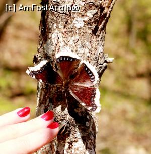 [P10] Sovata, traseul spre Lacul Mierlei, aprilie 2017, m-am apropiat de fluturas » foto by Dana2008
 - 
<span class="allrVoted glyphicon glyphicon-heart hidden" id="av849501"></span>
<a class="m-l-10 hidden" id="sv849501" onclick="voting_Foto_DelVot(,849501,4909)" role="button">șterge vot <span class="glyphicon glyphicon-remove"></span></a>
<a id="v9849501" class=" c-red"  onclick="voting_Foto_SetVot(849501)" role="button"><span class="glyphicon glyphicon-heart-empty"></span> <b>LIKE</b> = Votează poza</a> <img class="hidden"  id="f849501W9" src="/imagini/loader.gif" border="0" /><span class="AjErrMes hidden" id="e849501ErM"></span>