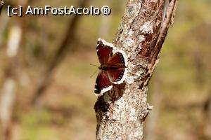 [P11] Sovata, traseul spre Lacul Mierlei, aprilie 2017 » foto by Dana2008
 - 
<span class="allrVoted glyphicon glyphicon-heart hidden" id="av849502"></span>
<a class="m-l-10 hidden" id="sv849502" onclick="voting_Foto_DelVot(,849502,4909)" role="button">șterge vot <span class="glyphicon glyphicon-remove"></span></a>
<a id="v9849502" class=" c-red"  onclick="voting_Foto_SetVot(849502)" role="button"><span class="glyphicon glyphicon-heart-empty"></span> <b>LIKE</b> = Votează poza</a> <img class="hidden"  id="f849502W9" src="/imagini/loader.gif" border="0" /><span class="AjErrMes hidden" id="e849502ErM"></span>