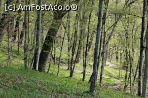 [P12] Sovata, traseul spre Lacul Mierlei, aprilie 2017 » foto by Dana2008
 - 
<span class="allrVoted glyphicon glyphicon-heart hidden" id="av849503"></span>
<a class="m-l-10 hidden" id="sv849503" onclick="voting_Foto_DelVot(,849503,4909)" role="button">șterge vot <span class="glyphicon glyphicon-remove"></span></a>
<a id="v9849503" class=" c-red"  onclick="voting_Foto_SetVot(849503)" role="button"><span class="glyphicon glyphicon-heart-empty"></span> <b>LIKE</b> = Votează poza</a> <img class="hidden"  id="f849503W9" src="/imagini/loader.gif" border="0" /><span class="AjErrMes hidden" id="e849503ErM"></span>