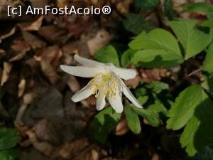 [P14] Flori de primăvară la Sovata » foto by crismis
 - 
<span class="allrVoted glyphicon glyphicon-heart hidden" id="av856662"></span>
<a class="m-l-10 hidden" id="sv856662" onclick="voting_Foto_DelVot(,856662,4909)" role="button">șterge vot <span class="glyphicon glyphicon-remove"></span></a>
<a id="v9856662" class=" c-red"  onclick="voting_Foto_SetVot(856662)" role="button"><span class="glyphicon glyphicon-heart-empty"></span> <b>LIKE</b> = Votează poza</a> <img class="hidden"  id="f856662W9" src="/imagini/loader.gif" border="0" /><span class="AjErrMes hidden" id="e856662ErM"></span>