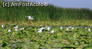 P07 [JUL-2016] Delta Dunarii, Bratul Sf. Gheorghe cu cateva canale si lacuri, pescarusi pe insula de nuferi galbeni