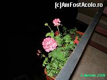 [P05] Florile de pe balcon » foto by dannek
 - 
<span class="allrVoted glyphicon glyphicon-heart hidden" id="av164894"></span>
<a class="m-l-10 hidden" id="sv164894" onclick="voting_Foto_DelVot(,164894,4984)" role="button">șterge vot <span class="glyphicon glyphicon-remove"></span></a>
<a id="v9164894" class=" c-red"  onclick="voting_Foto_SetVot(164894)" role="button"><span class="glyphicon glyphicon-heart-empty"></span> <b>LIKE</b> = Votează poza</a> <img class="hidden"  id="f164894W9" src="/imagini/loader.gif" border="0" /><span class="AjErrMes hidden" id="e164894ErM"></span>