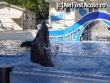 [P10] Salutul de prezentare al unui delfin » foto by Arinuca
 - 
<span class="allrVoted glyphicon glyphicon-heart hidden" id="av55063"></span>
<a class="m-l-10 hidden" id="sv55063" onclick="voting_Foto_DelVot(,55063,5113)" role="button">șterge vot <span class="glyphicon glyphicon-remove"></span></a>
<a id="v955063" class=" c-red"  onclick="voting_Foto_SetVot(55063)" role="button"><span class="glyphicon glyphicon-heart-empty"></span> <b>LIKE</b> = Votează poza</a> <img class="hidden"  id="f55063W9" src="/imagini/loader.gif" border="0" /><span class="AjErrMes hidden" id="e55063ErM"></span>