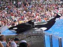 [P02] Orca saluta publicul (aripa dorsala este inclinata)-       Sea World, Orlando » foto by Arinuca
 - 
<span class="allrVoted glyphicon glyphicon-heart hidden" id="av54930"></span>
<a class="m-l-10 hidden" id="sv54930" onclick="voting_Foto_DelVot(,54930,5113)" role="button">șterge vot <span class="glyphicon glyphicon-remove"></span></a>
<a id="v954930" class=" c-red"  onclick="voting_Foto_SetVot(54930)" role="button"><span class="glyphicon glyphicon-heart-empty"></span> <b>LIKE</b> = Votează poza</a> <img class="hidden"  id="f54930W9" src="/imagini/loader.gif" border="0" /><span class="AjErrMes hidden" id="e54930ErM"></span>