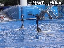 [P03] Un quartet deosebit: antrenori + balene la Sea World, Orlando » foto by Arinuca
 - 
<span class="allrVoted glyphicon glyphicon-heart hidden" id="av54937"></span>
<a class="m-l-10 hidden" id="sv54937" onclick="voting_Foto_DelVot(,54937,5113)" role="button">șterge vot <span class="glyphicon glyphicon-remove"></span></a>
<a id="v954937" class=" c-red"  onclick="voting_Foto_SetVot(54937)" role="button"><span class="glyphicon glyphicon-heart-empty"></span> <b>LIKE</b> = Votează poza</a> <img class="hidden"  id="f54937W9" src="/imagini/loader.gif" border="0" /><span class="AjErrMes hidden" id="e54937ErM"></span>