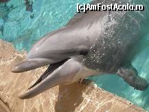 [P06] La marginea bazinului, pentru un prim-plan ! Sea World-Orlando » foto by Arinuca
 - 
<span class="allrVoted glyphicon glyphicon-heart hidden" id="av55059"></span>
<a class="m-l-10 hidden" id="sv55059" onclick="voting_Foto_DelVot(,55059,5113)" role="button">șterge vot <span class="glyphicon glyphicon-remove"></span></a>
<a id="v955059" class=" c-red"  onclick="voting_Foto_SetVot(55059)" role="button"><span class="glyphicon glyphicon-heart-empty"></span> <b>LIKE</b> = Votează poza</a> <img class="hidden"  id="f55059W9" src="/imagini/loader.gif" border="0" /><span class="AjErrMes hidden" id="e55059ErM"></span>